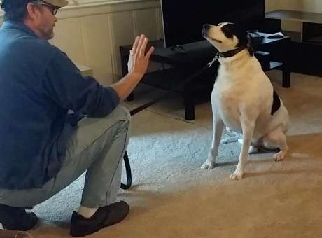 Joe teaches dogs how to behave well in public.