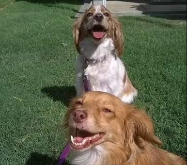 Joe teaches dogs how to behave well in public.