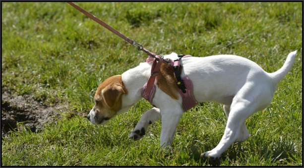 Joe teaches dogs how to behave well in public.