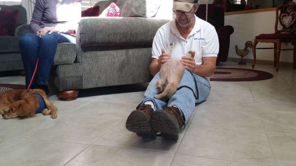 Joe teaches dogs how to behave well in public.