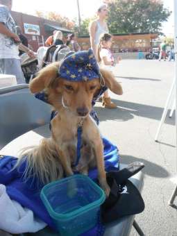 Joe teaches dogs how to behave well in public.
