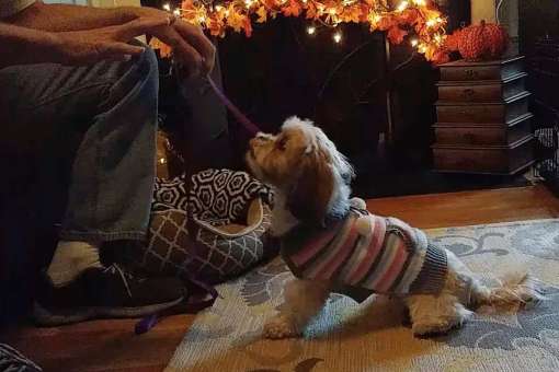 Joe teaches dogs how to behave well in public.