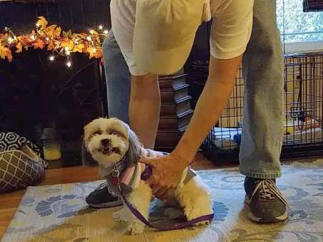 Joe teaches dogs how to behave well in public.