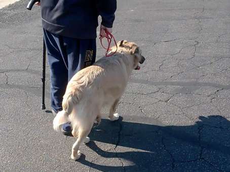 Joe teaches dogs how to behave well in public.