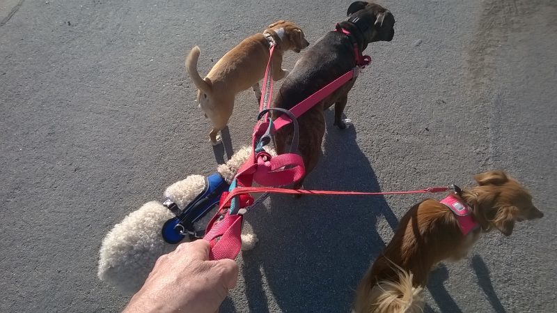 puppy training near me | Fresno, Clovis, Chowchilla, Madera, Visalia, Tulare, Hanford