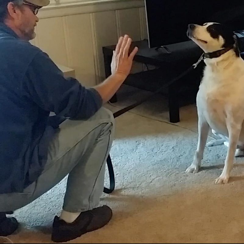 pet training in Fresno and Clovis
