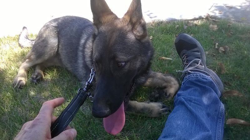 puppy training | Fresno, Clovis, Chowchilla, Madera, Visalia, Tulare, Hanford