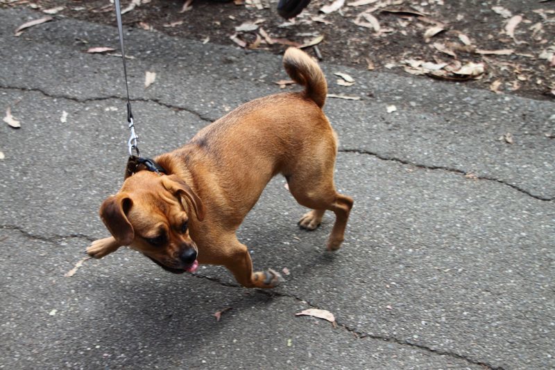 Dog Behavior Training | Fresno, Clovis, Chowchilla, Madera, Visalia, Tulare, Hanford