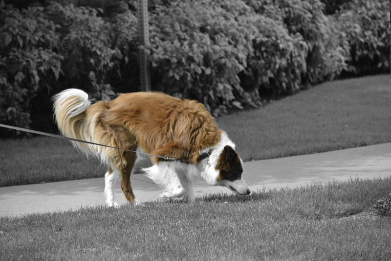 dog obedience training | Fresno, Clovis, Chowchilla, Madera, Visalia, Tulare, Hanford