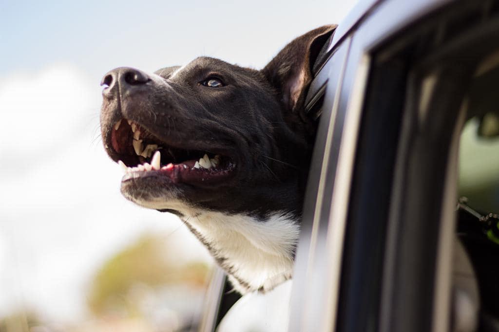 dog barking | Fresno, Clovis, Chowchilla, Madera, Visalia, Tulare, Hanford