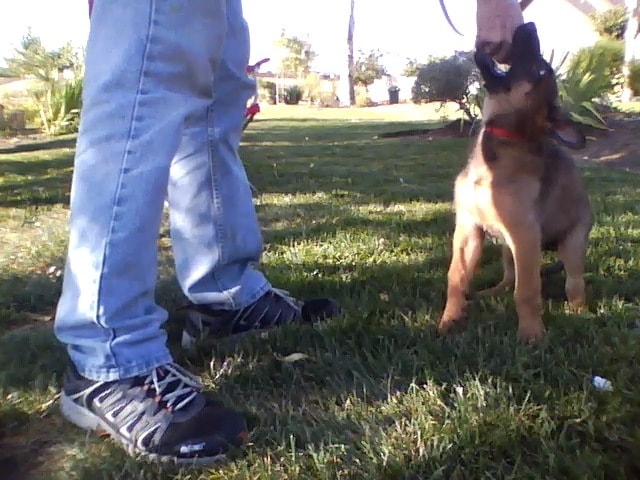puppy training | Fresno, Clovis, Chowchilla, Madera, Visalia, Tulare, Hanford