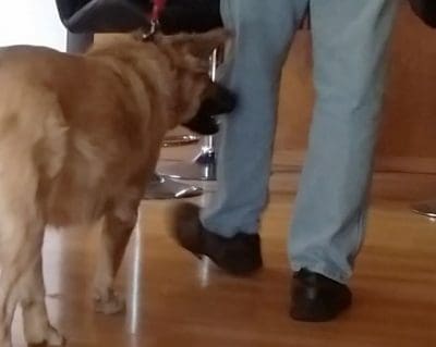 Disabled Dog Owner | Fresno, Clovis, Chowchilla, Madera, Visalia, Tulare, Hanford