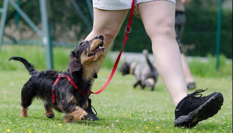 Clovis Dog Training